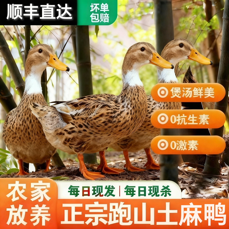 【土麻鸭】散养老鸭安徽老麻鸭原生态正宗散养农家土鸭子整只走地鸭
