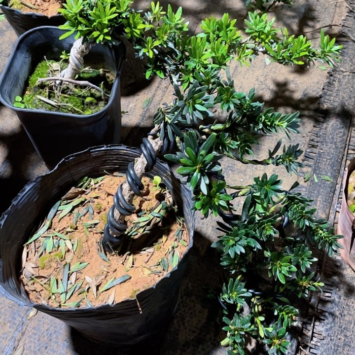 无花朵百**业罗汉松鲜花绿植