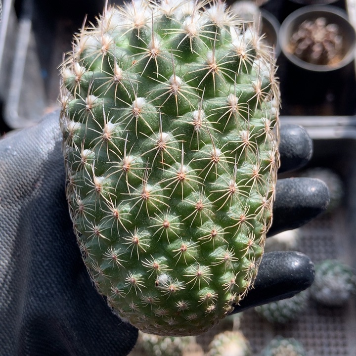 特价清仓娇丽仙人球