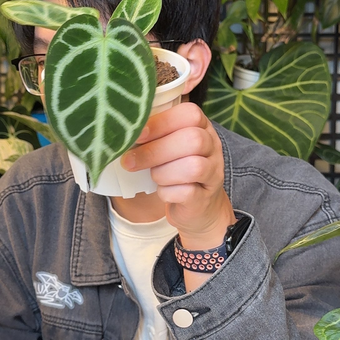 完全开放撕裂纹杂V82