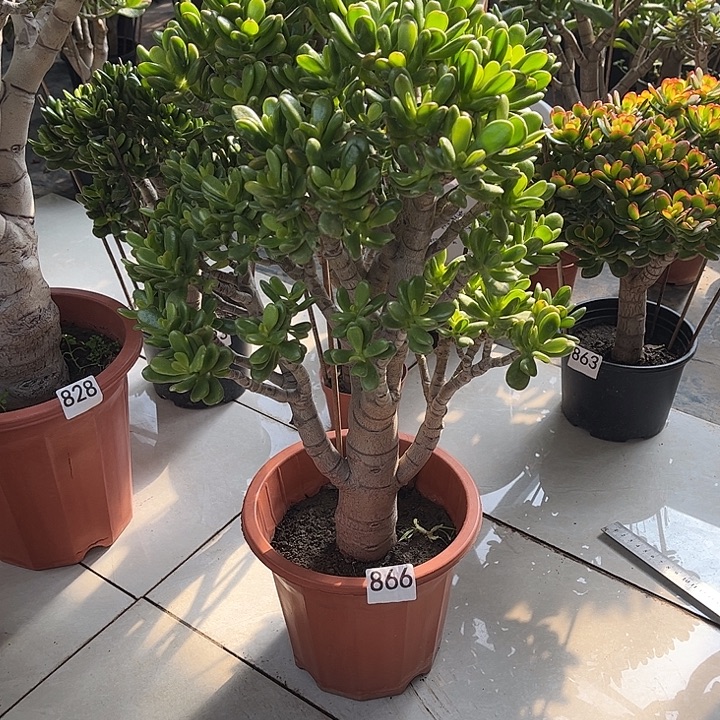 招财猫花月独杆老桩