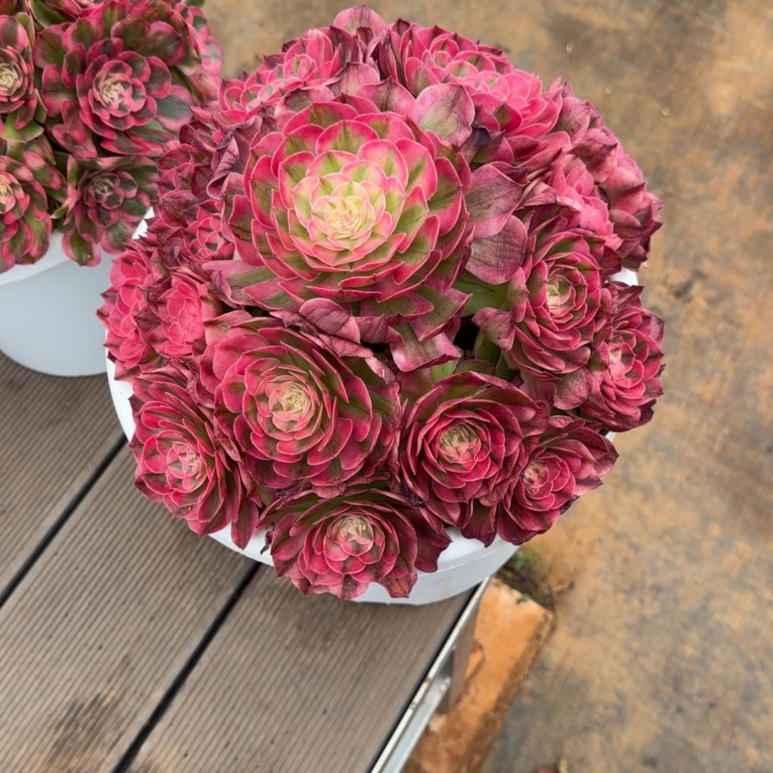 海神变异脱土发货