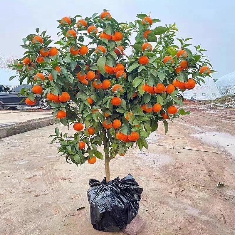 直播间沙糖桔树苗嫁接果树苗南方北方种植地栽盆栽