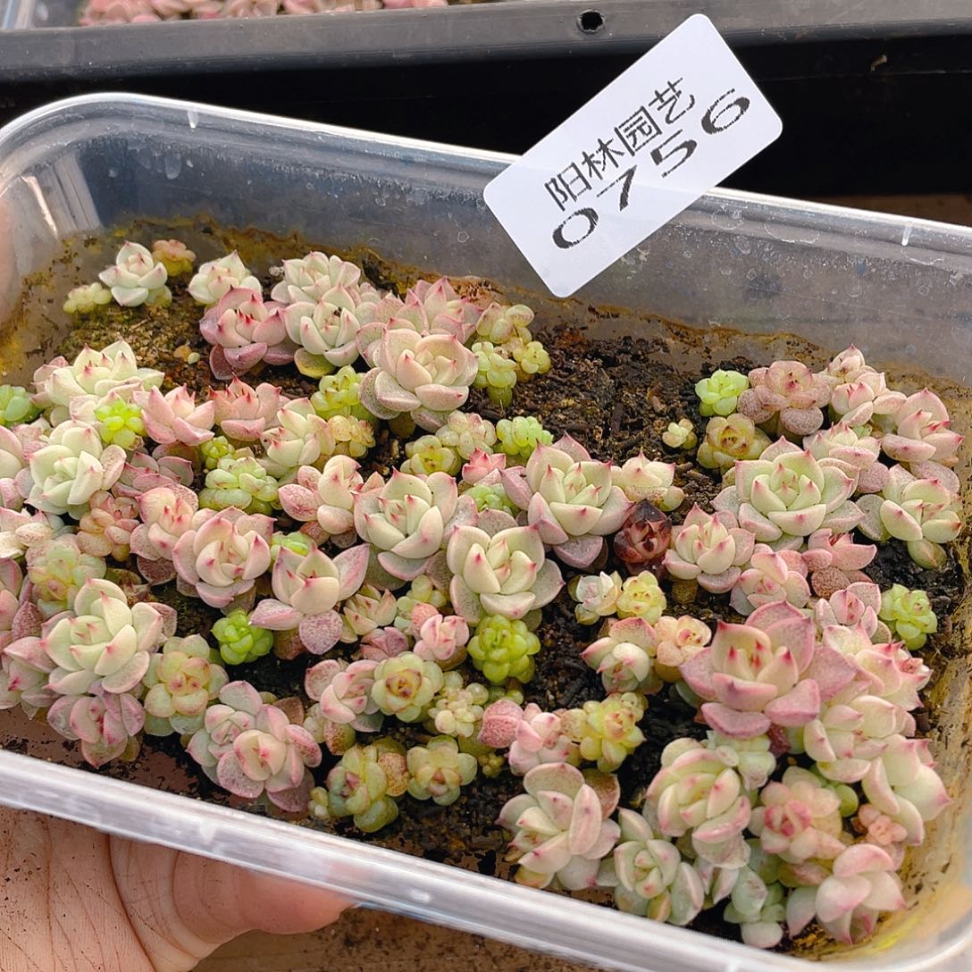 多肉植物多肉植物756