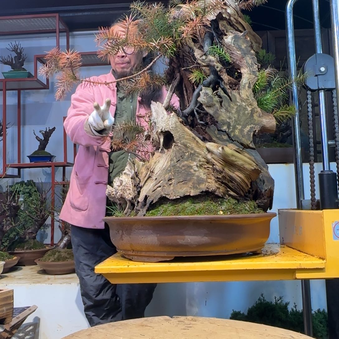 无花朵锦杉1111111111111111111