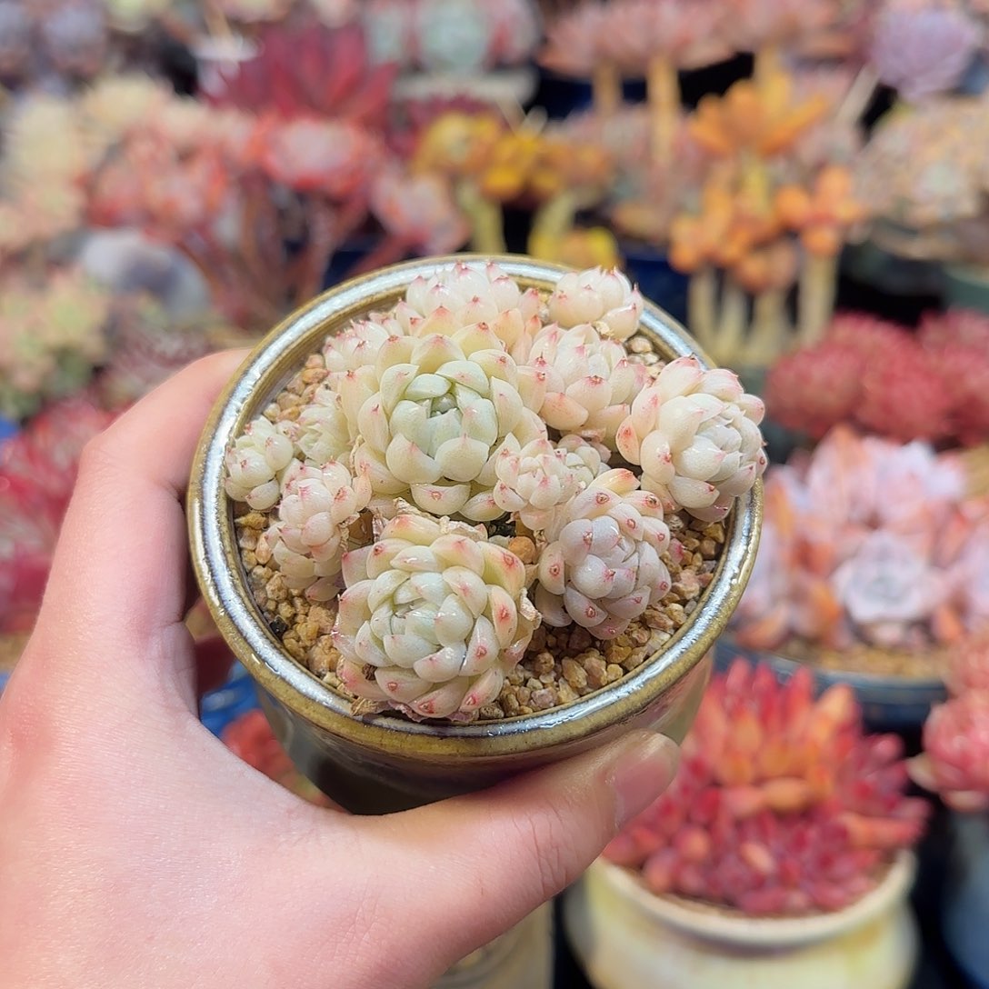 白月影杂9cm左右带盆土