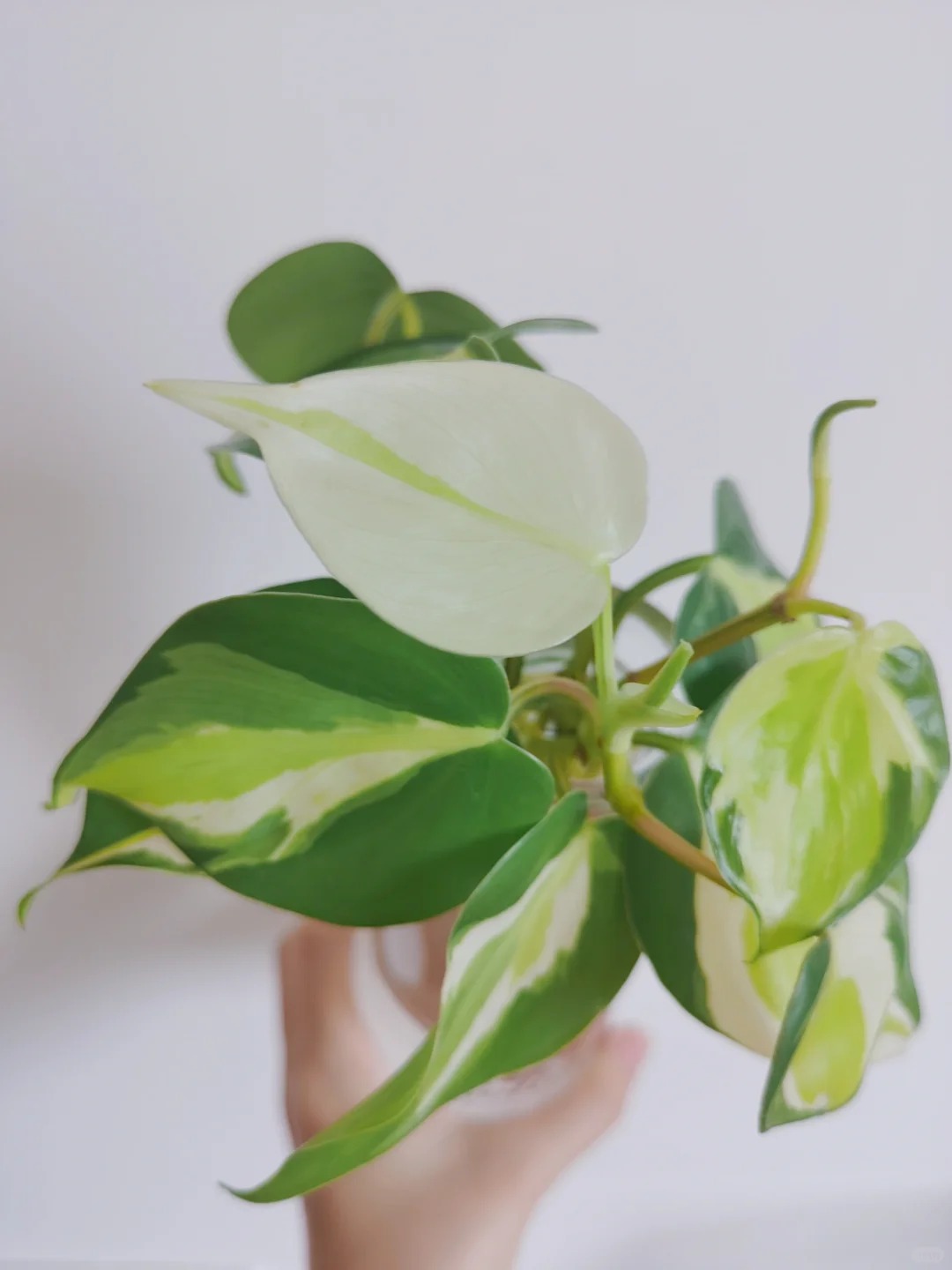 奶油飞溅蔓绿绒可爬藤叶片越来越大室内观叶植物 热值系列