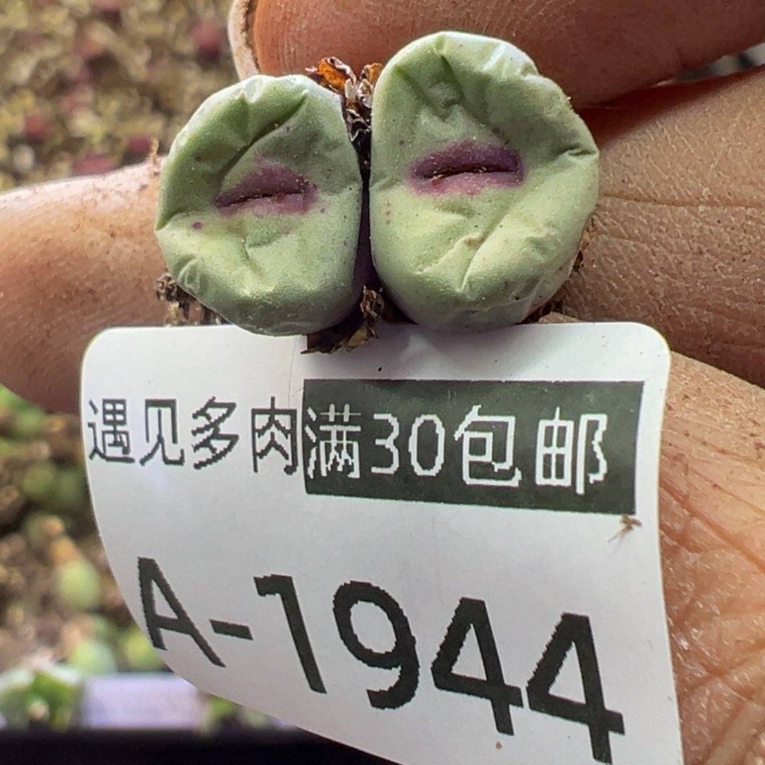 多肉植物1111111111111111111