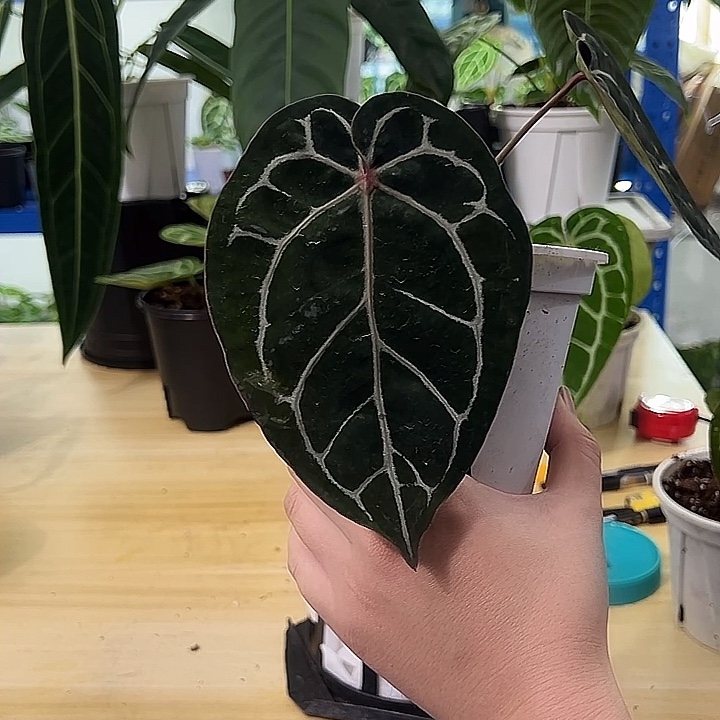 无花朵红水晶杂戴斯一物一拍