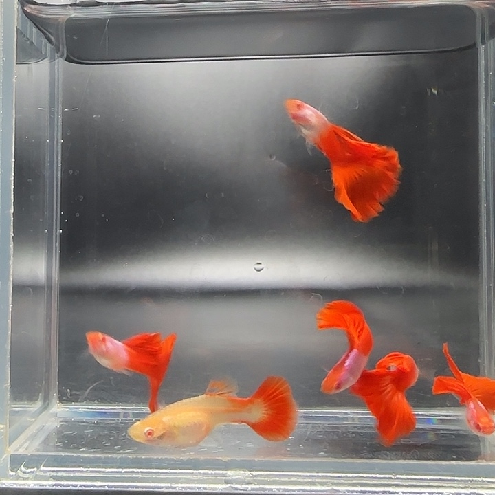 孔雀鱼艾尔银红尾半月5对福利