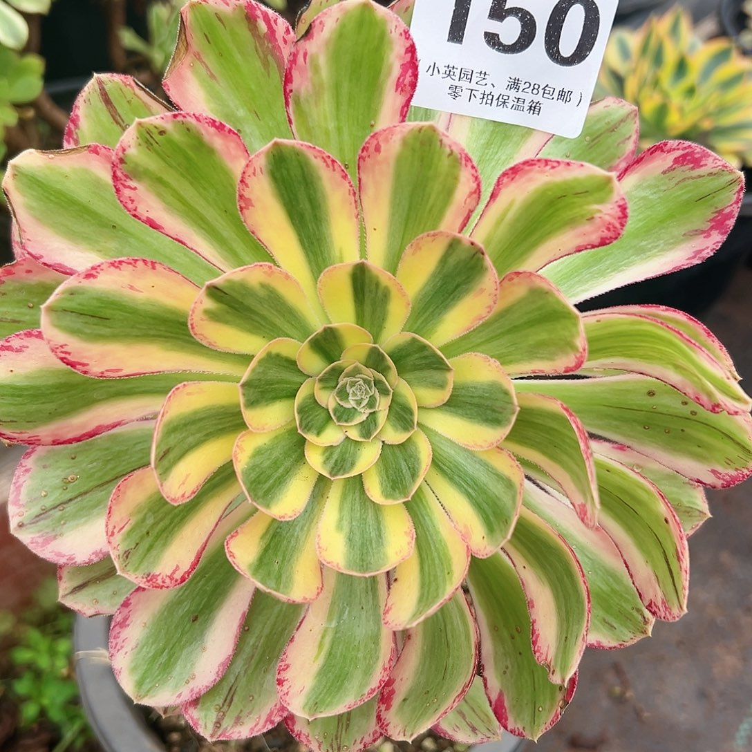 V锦150多肉植物多肉植物