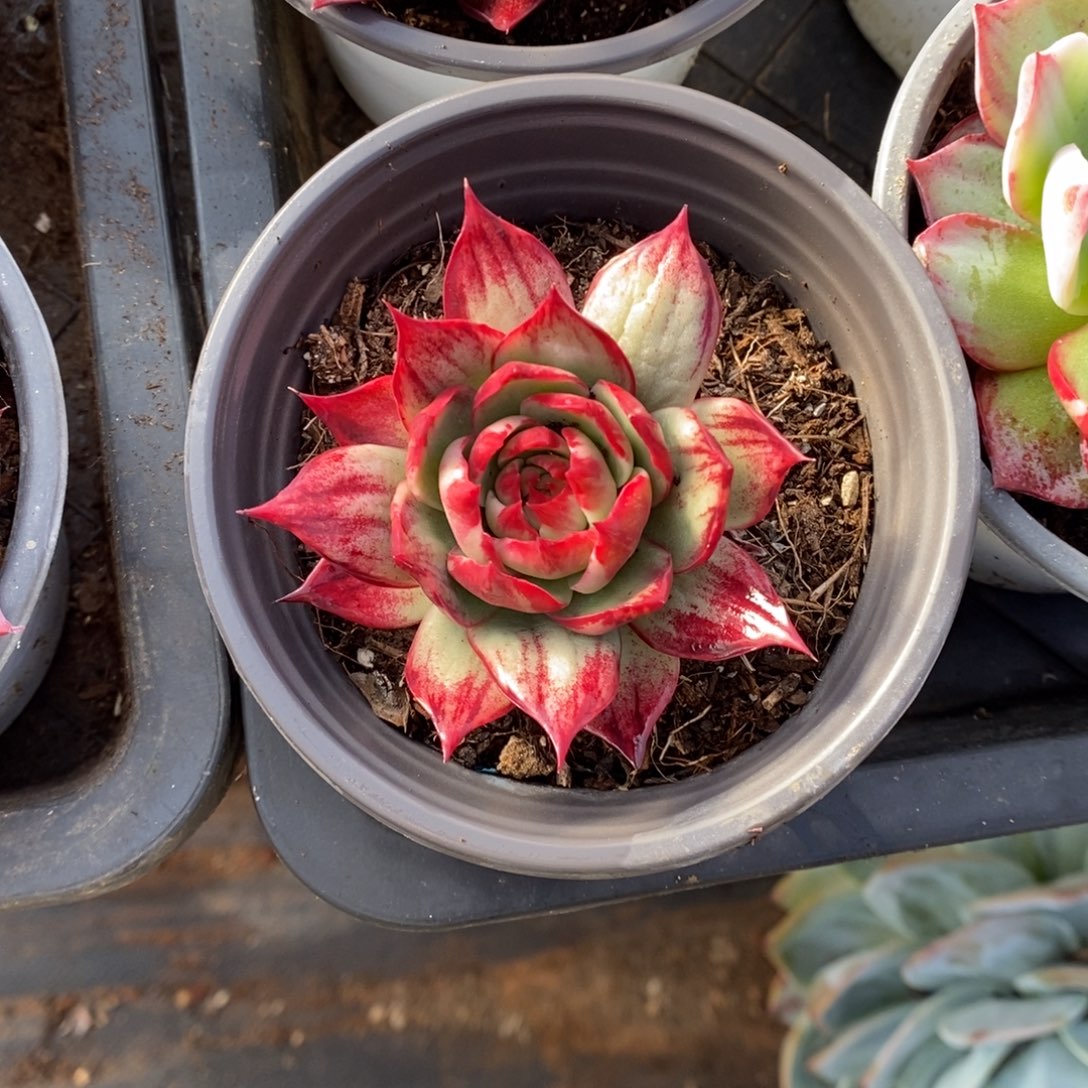 এ****         248。      