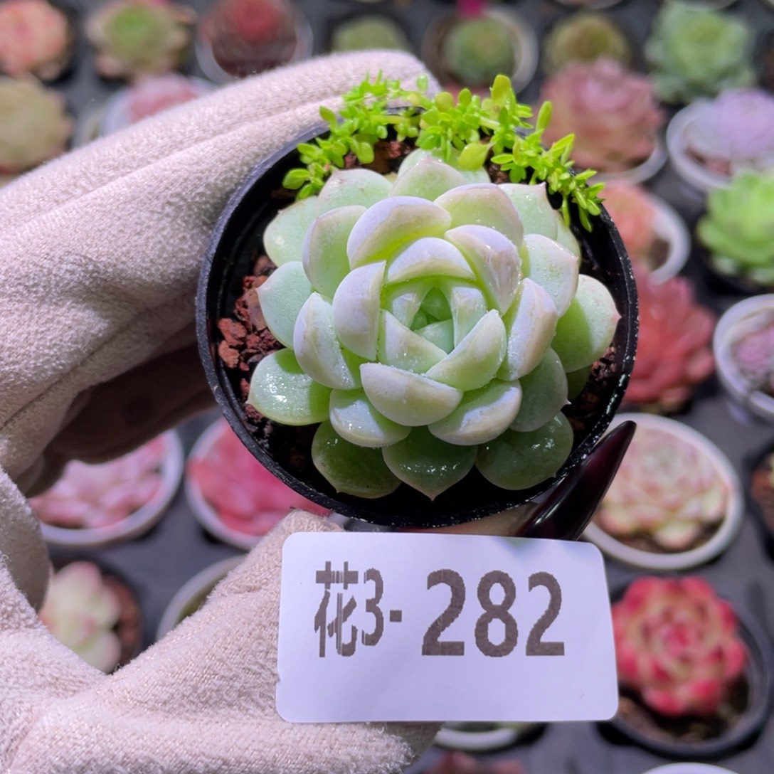 花利美3-282新品单头