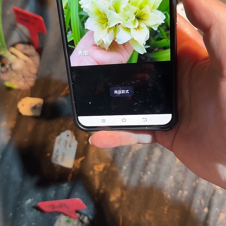 越朱勇敢小侧 可寄养