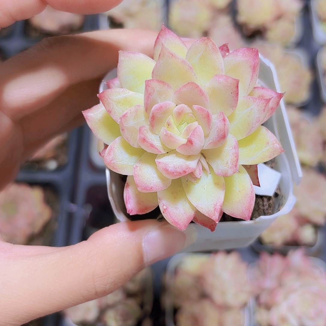精品粉色女王多肉植物