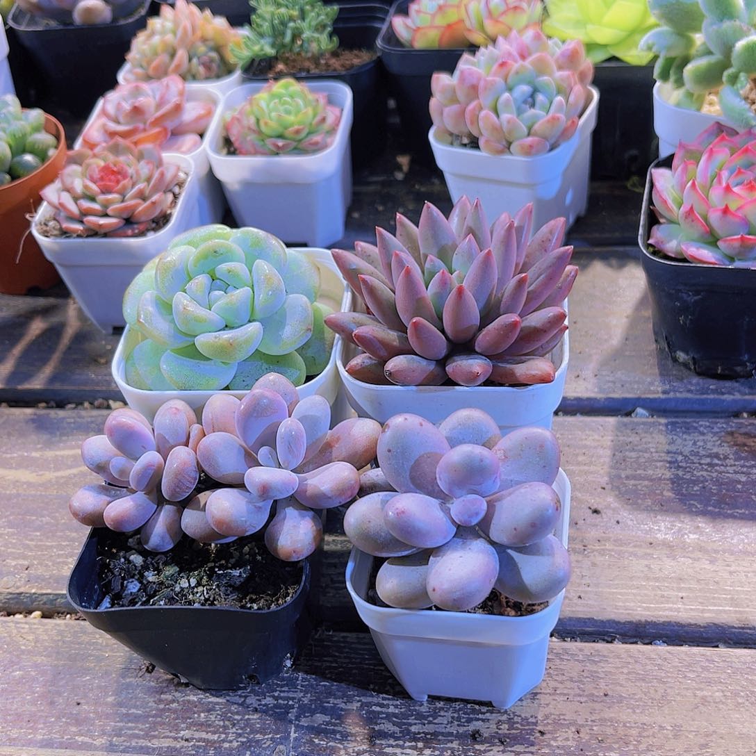 冰玉。蜻蜓。桃蛋。奶酪