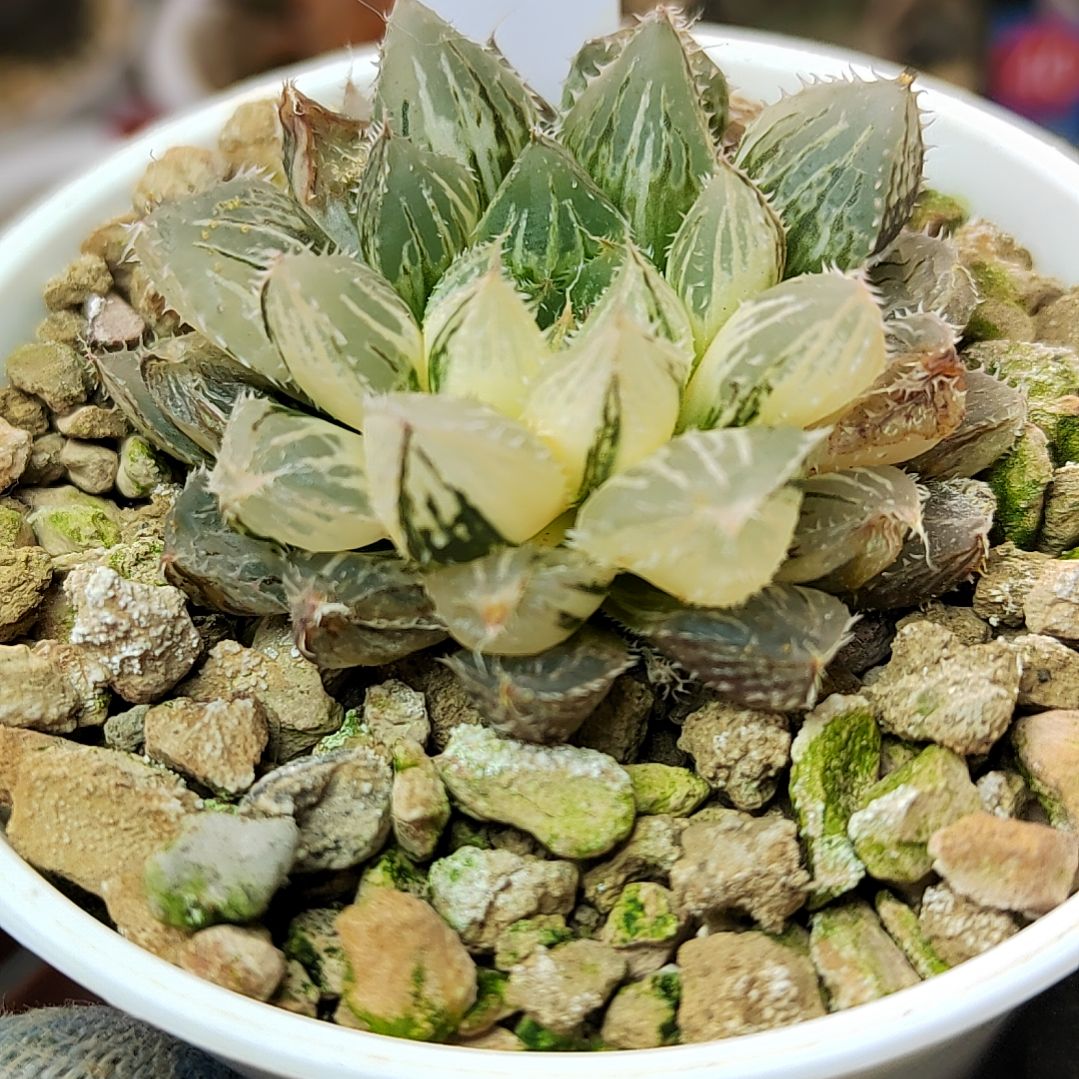 40号楼兰锦 4厘米左右一物一拍带盆