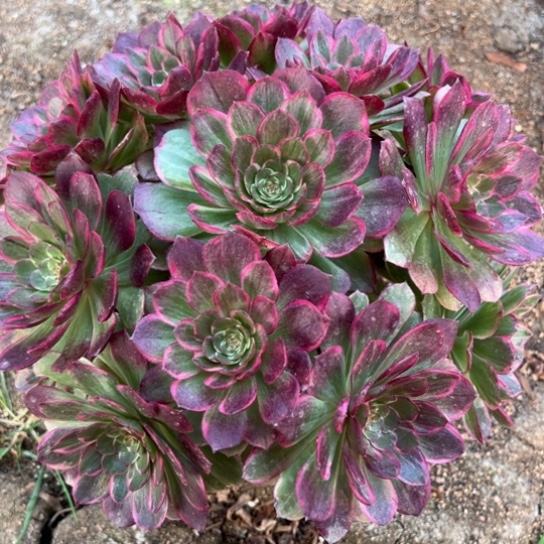 莲花座多肉植物花花