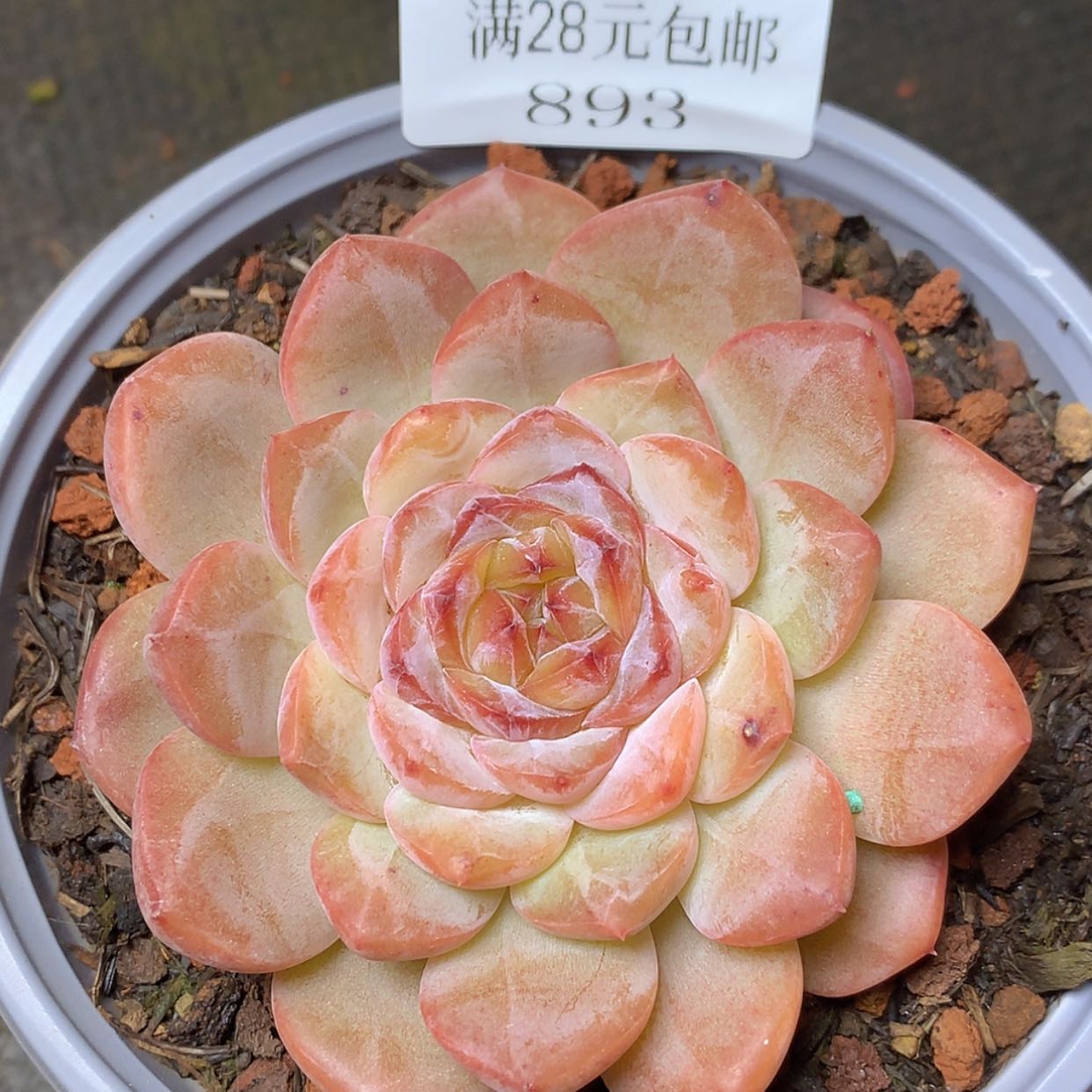 【闪购商品】云893号八厘米