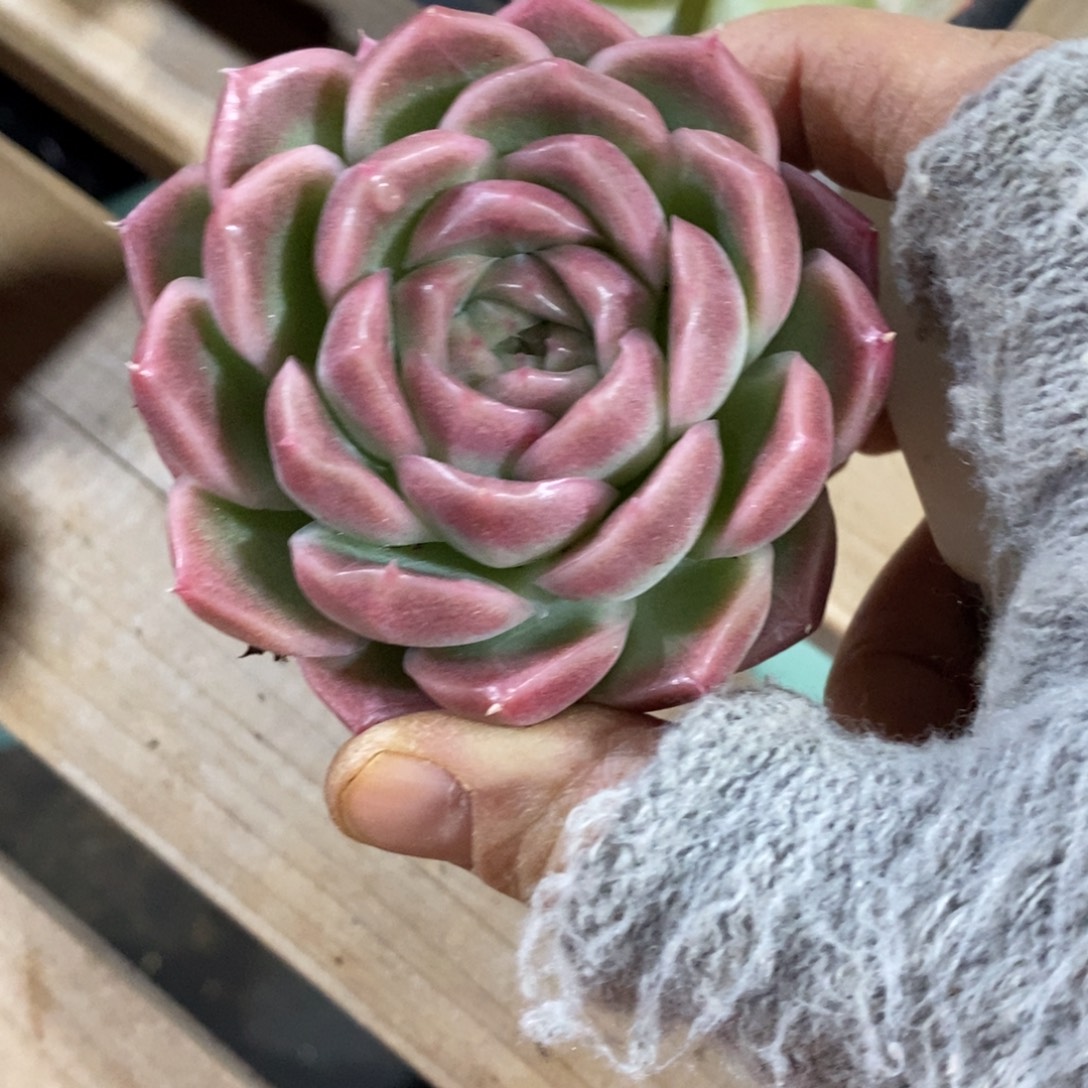 精占多肉一物一拍不包整434