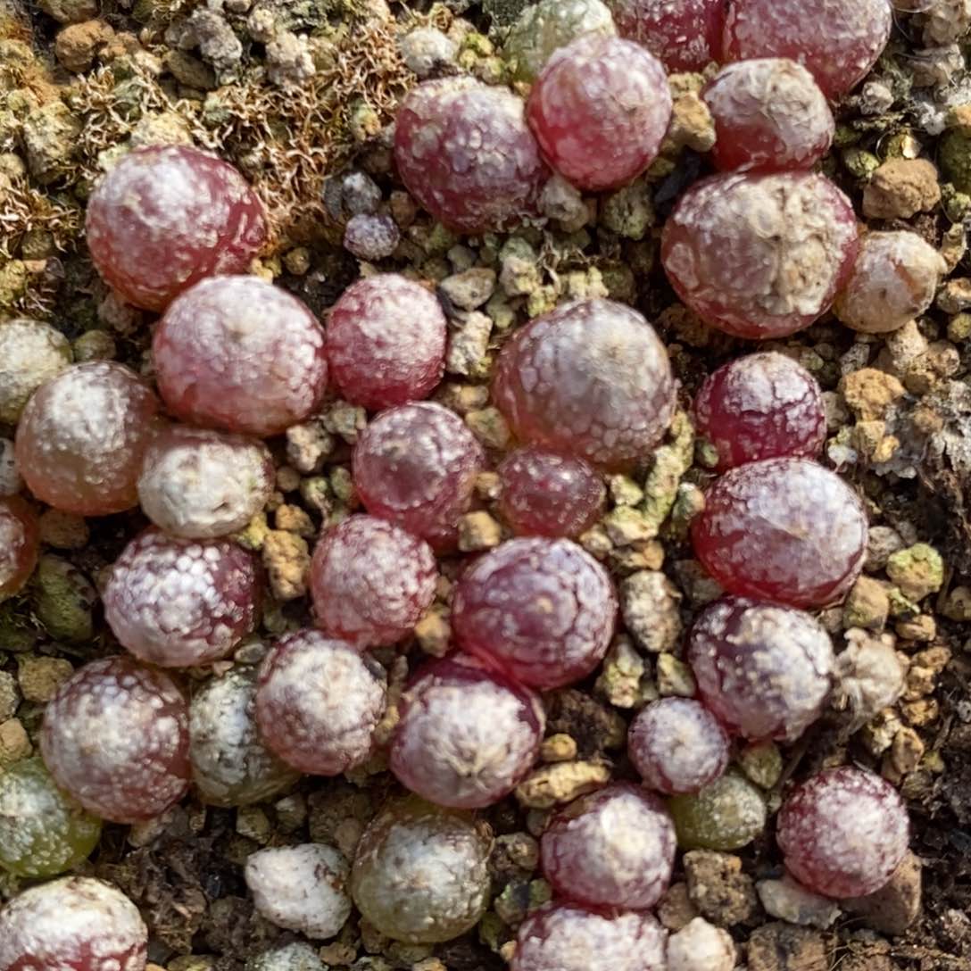 小灯泡2颗一组一组