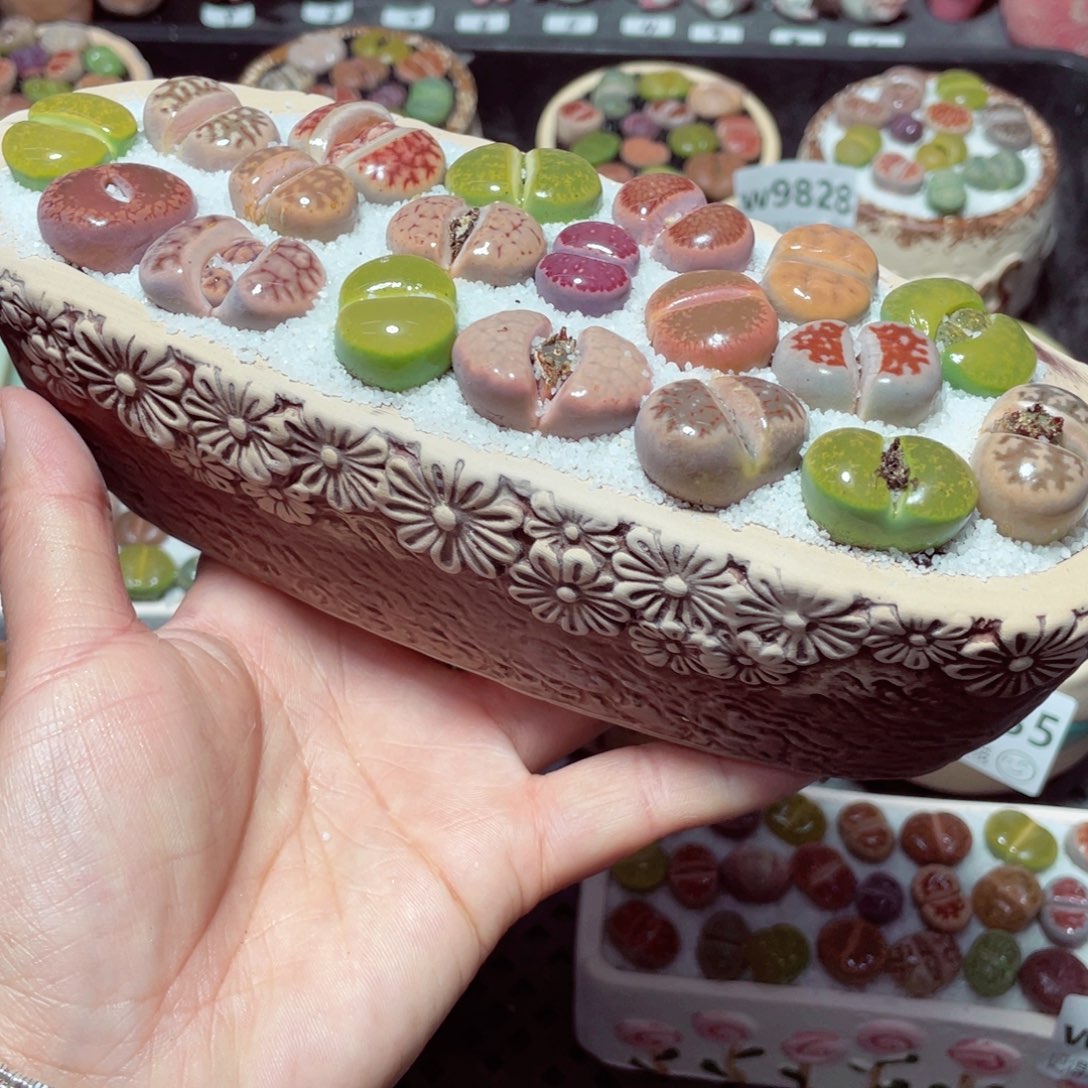 w9839 带盆土发货-零下地区拍保温箱