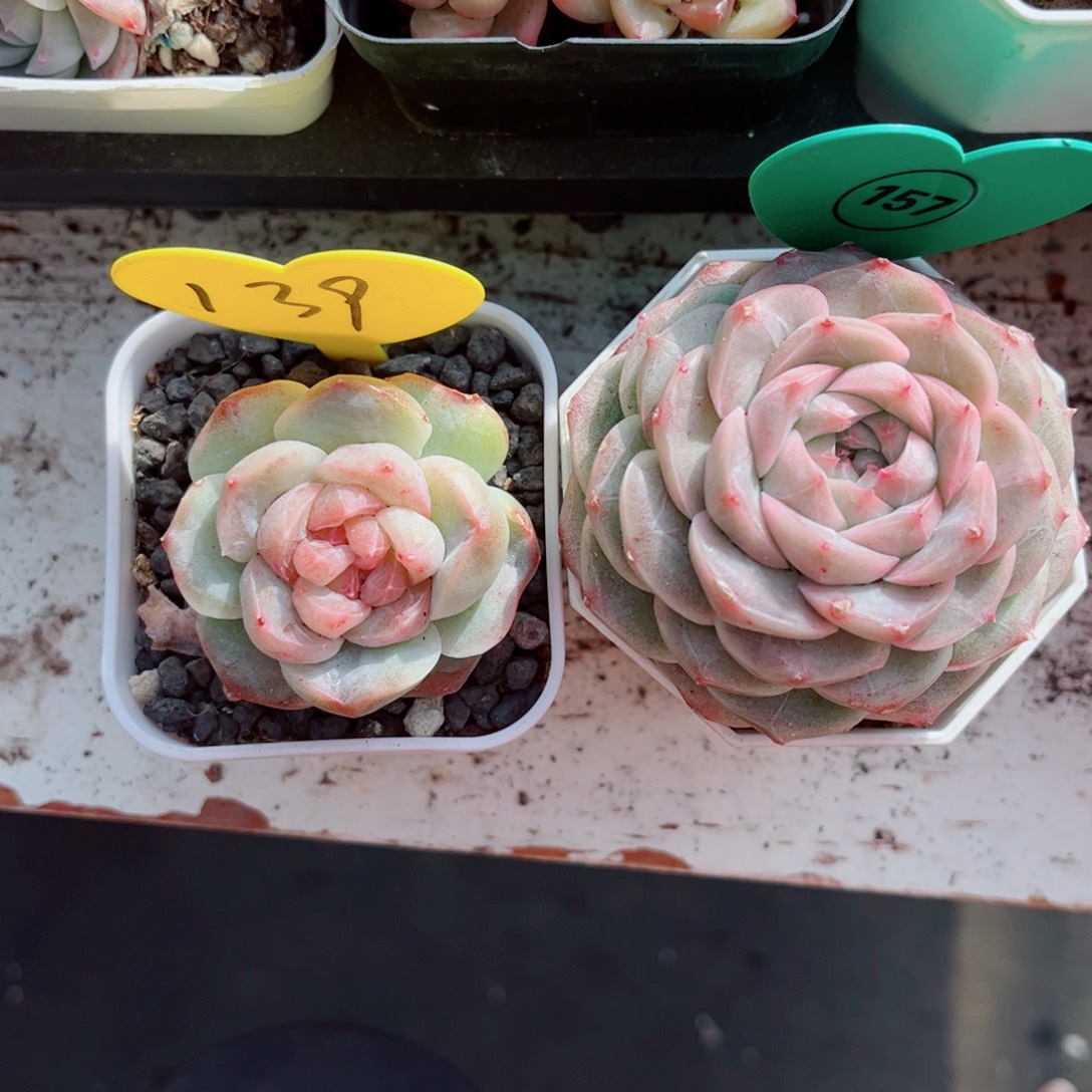 四****139号157号新品珍妮