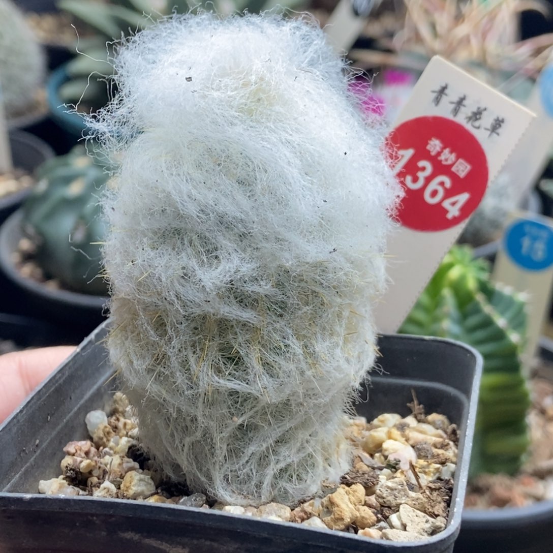 实生浓毛老乐柱一颗