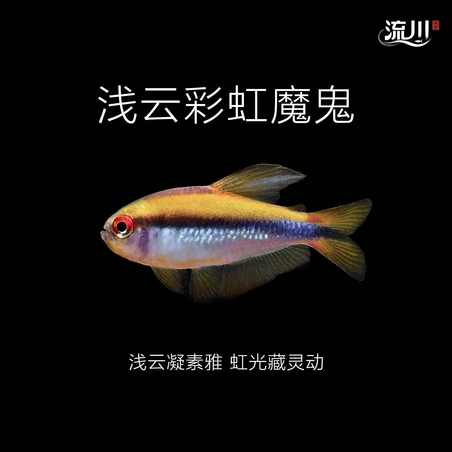 【流川鱼舍】浅云彩虹魔鬼灯鱼【顺丰包邮包损】
