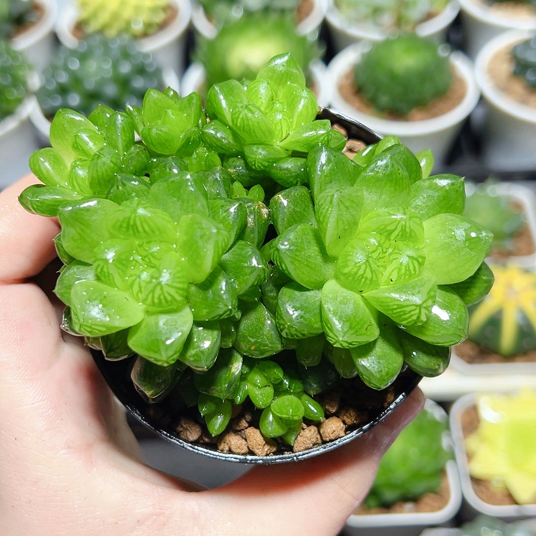 水晶玉露原盆原土