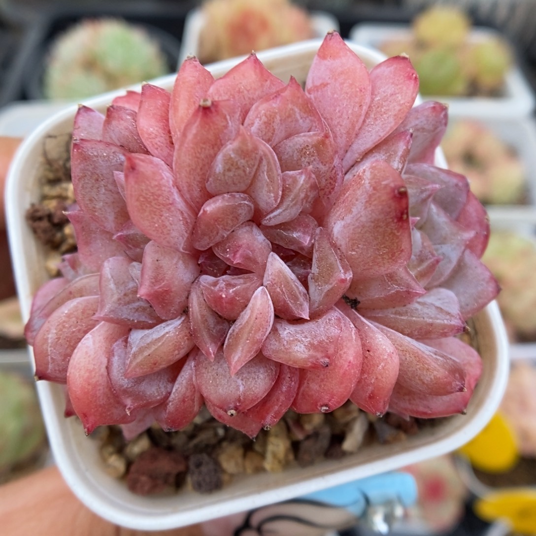 糖心琥珀缀化4540号
