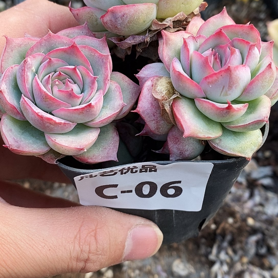 C06一物一拍满9.9包邮