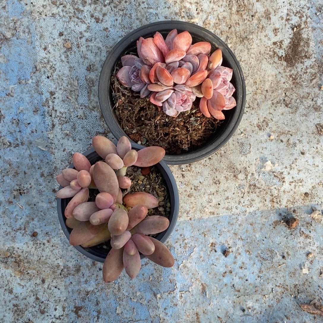 阳***烈38586639896555558585