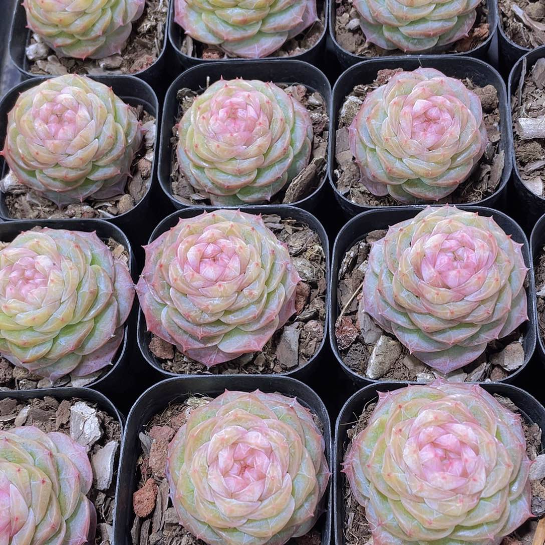 量拍76号 冻唇蜜单头一个