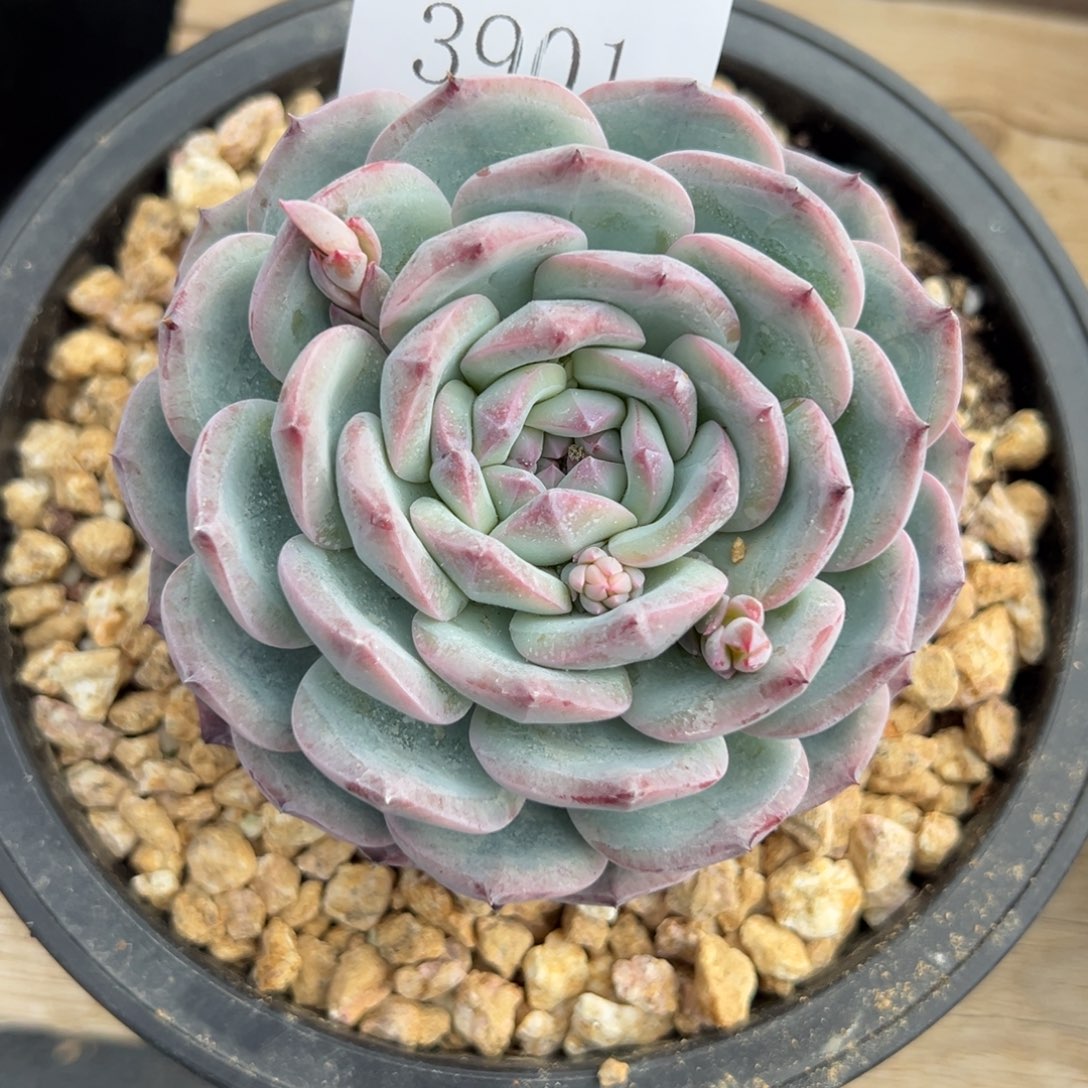 大**63901多肉多多的多