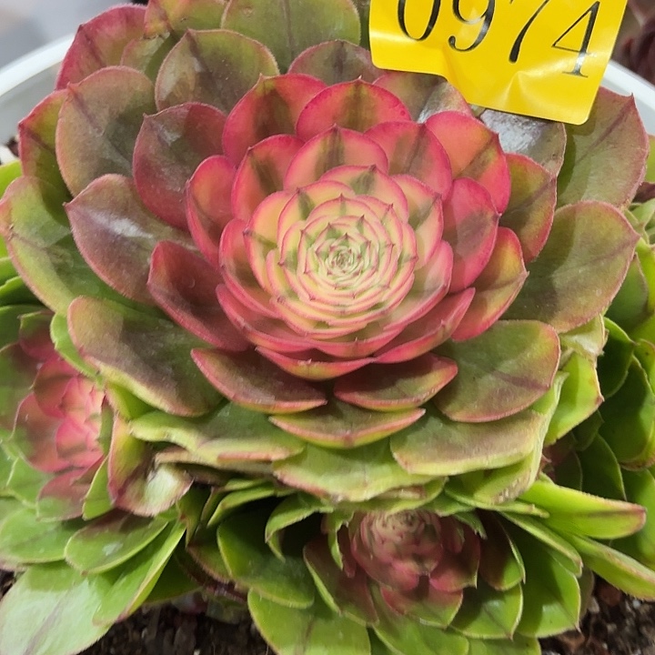 多肉植物荔枝974