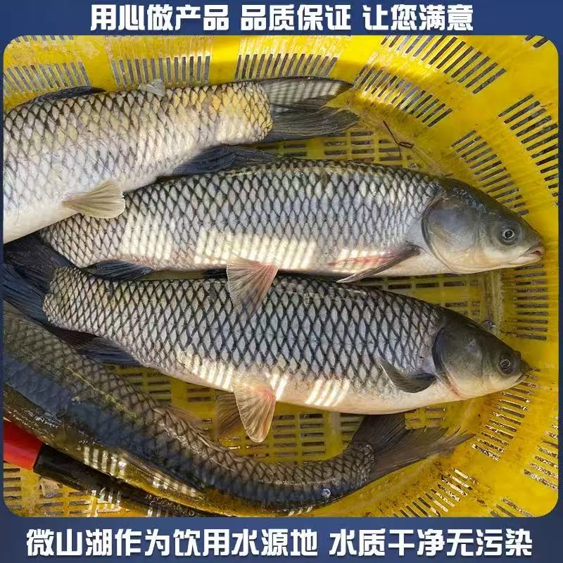 微山湖生态纯野草鱼（不杀）保鲜不保活