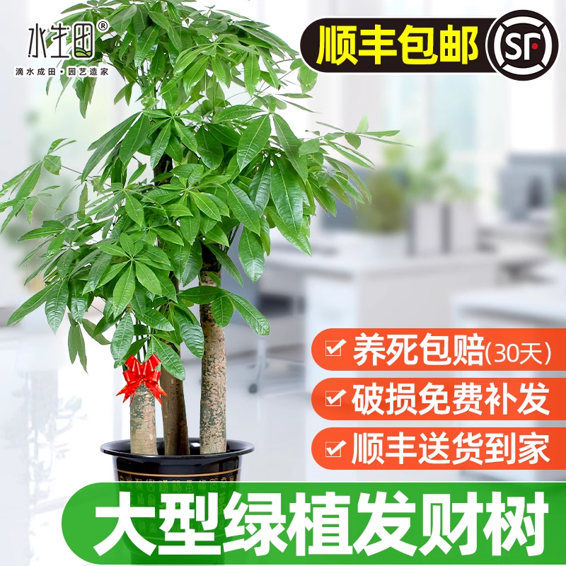 大棵发财树室内招财水培绿植物盆栽三杆办公室客厅电视柜两旁装饰