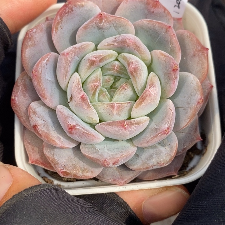 1205-612'粉魄多肉