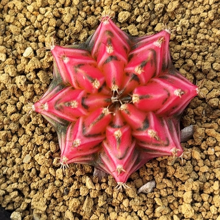 泰系米哈一物一拍03