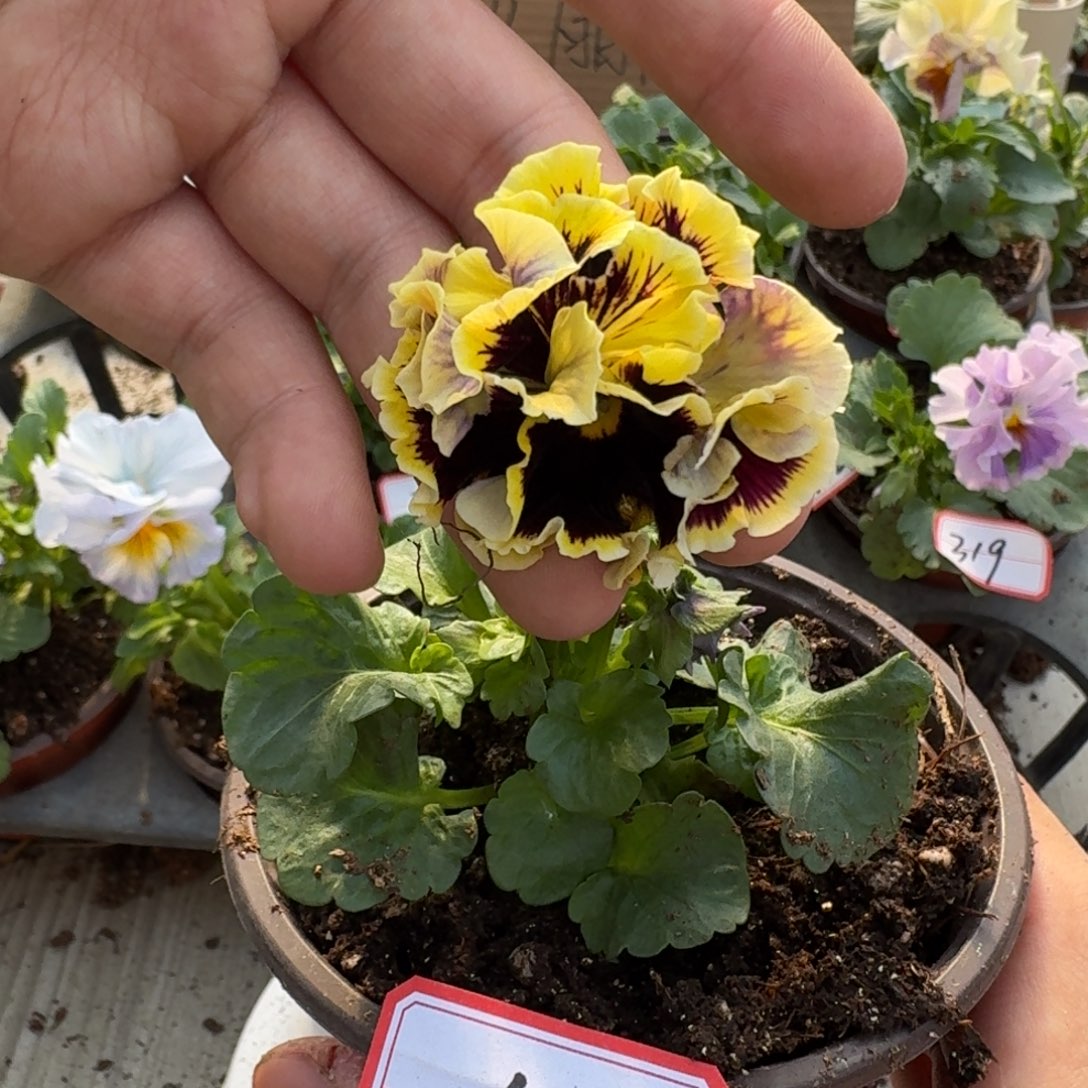 大部分花苞少量开放63