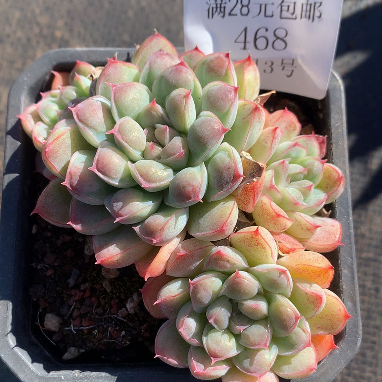 【闪购商品】云468号