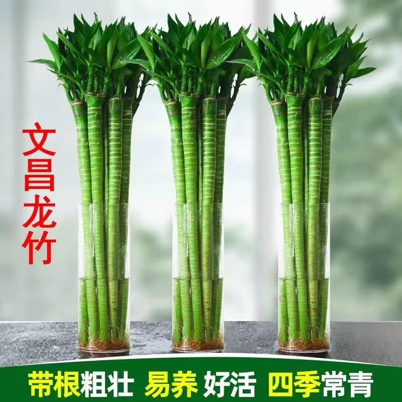 文昌竹龙竹4支带根水养富贵转运竹节节高水培植物室内客厅植物