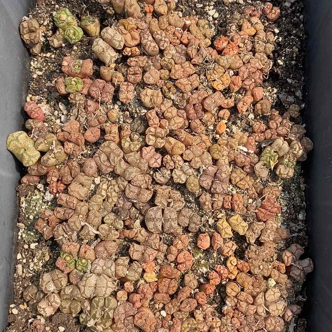 藏****光桃喜花园0330-36蝴蝶切糕