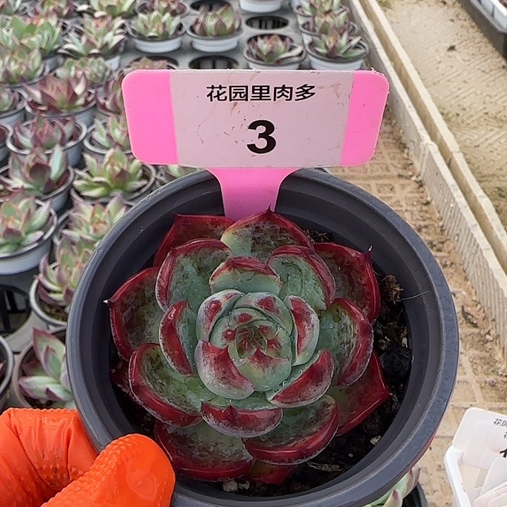 3 惊鸿单头多肉植物