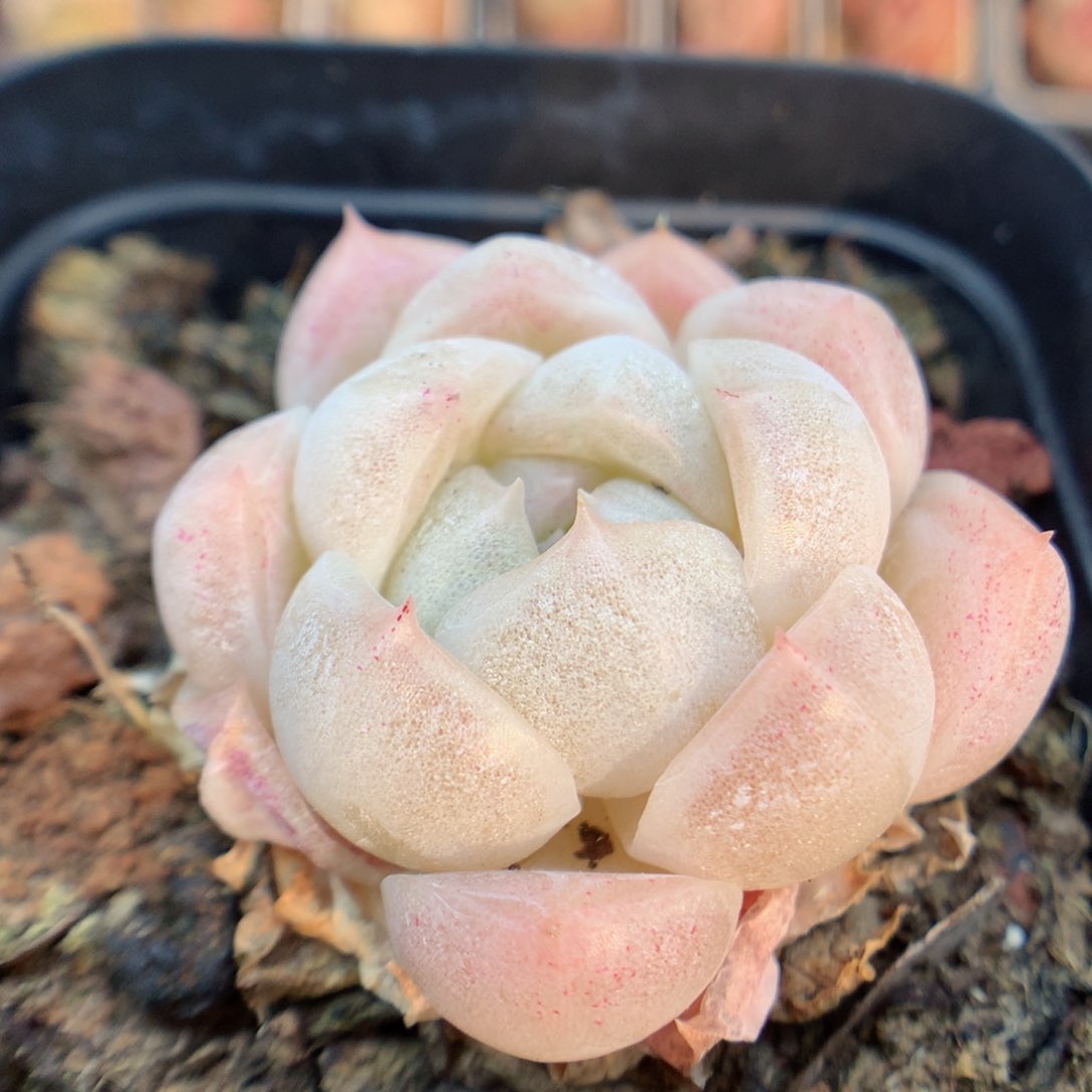 一物一拍精品多肉。麦秆101