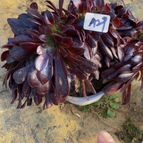 瓯紫缀多肉29多肉不包断