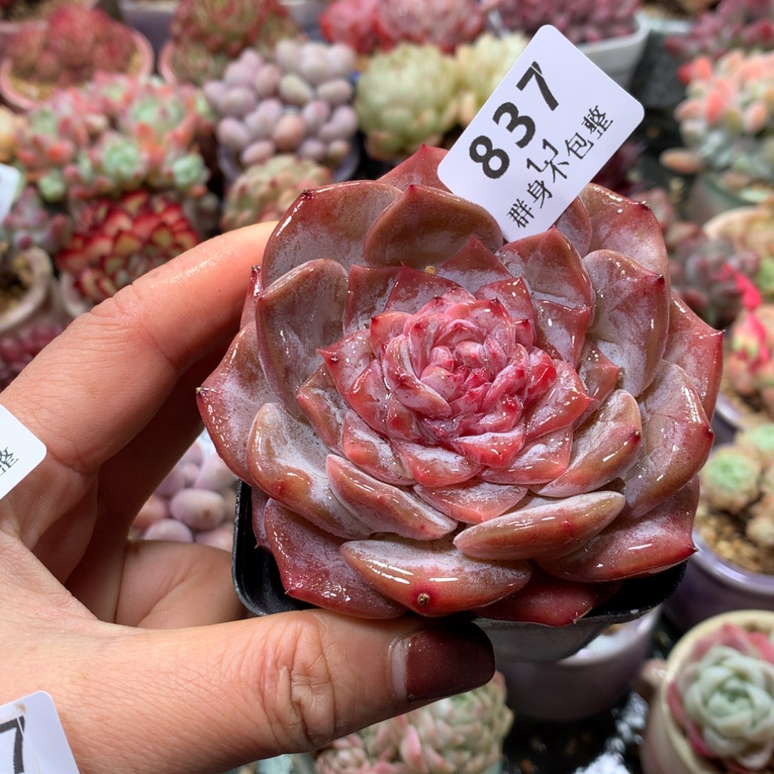 精控拇指盆1.1837