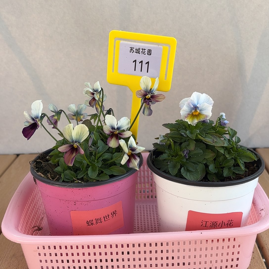 大部分开放少量花苞111