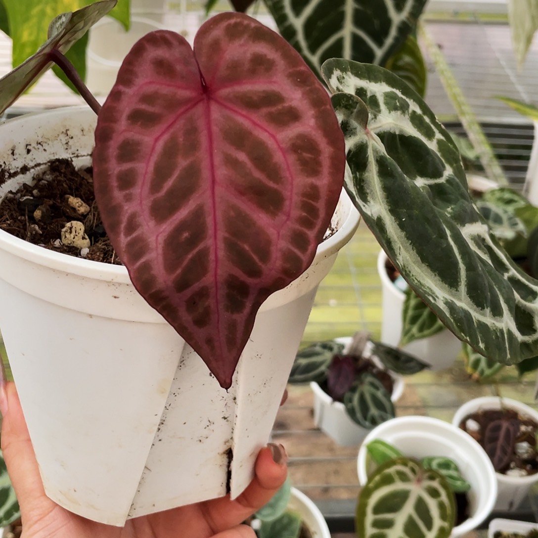 完全开放粉柠檬红